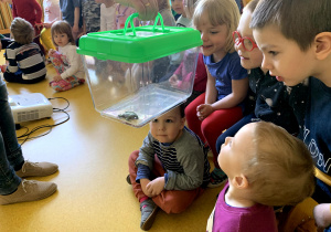 Dzieci oglądają jak wygląda żaba.