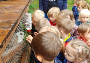 Lawendowa Siwianka- dzieci karmią króliki.