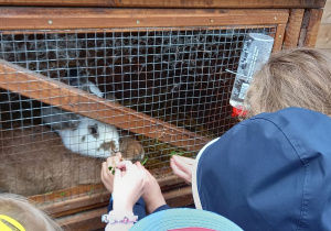Dzieci karmią królika w klatce.