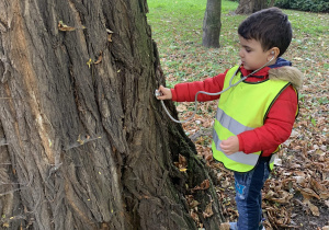 Chłopiec bada drzewo stetoskopem.