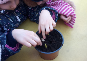 Dziewczynka sadzi w doniczce cebulkę kwiatową.