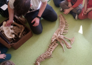 Warsztaty o dinozaurach. Prowadzący składa na podłodze duży szkielet dinozaura.