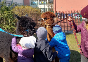 Alpakoterapia. Dzieci przytulają brązową i rudą alpakę.