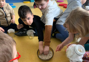 Dzieci sadzą fasolki.