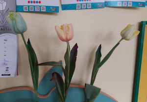 Zafarbowane tulipany z eksperymentu jak rośliny pobierają wodę.