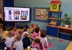 Dzień Misia. Dzieci oglądają na dużym ekranie prezentację o pluszowych misiach i prawdziwych niedźwiedziach.