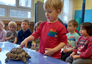 Chłopiec dotyka skorupę żółwia.