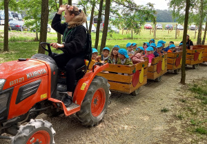 Czerwony traktor ciągnie wagoniki kolejki z dziećmi siedzącymi w wagonach.