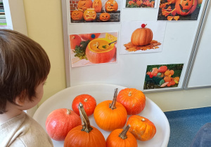 Chłopiec przygląda się dyniom.