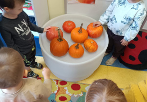 Dzieci oglądaje dynie ułożone na stoliku.
